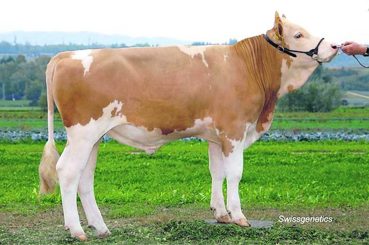 Swissgenetics konnte Tur-Bach Alex Binal für den Zweiteinsatz freigeben. Er wurde gezüchtet von Ueli Bach, Turbach BE. (Bild Swissgenetics)