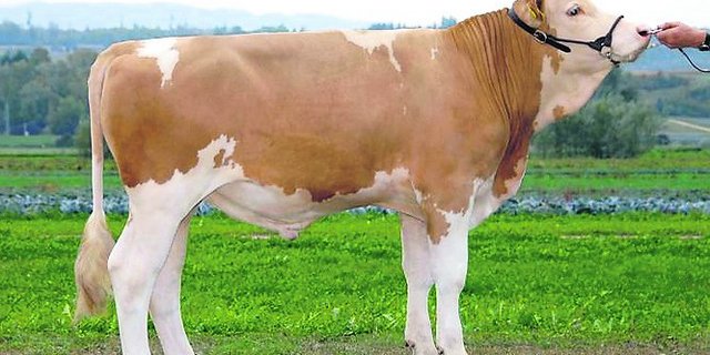 Swissgenetics konnte Tur-Bach Alex Binal für den Zweiteinsatz freigeben. Er wurde gezüchtet von Ueli Bach, Turbach BE. (Bild Swissgenetics)