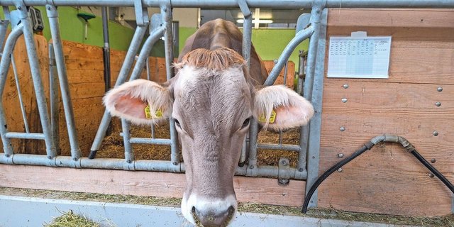 Direkt an der Abkalbebucht kann eine Tabelle angebracht werden, um die genauen Uhrzeiten der Geburtsüberwachung zu notieren. Mögliche Uhrzeiten sind: die ersten Anzeichen der nahenden Geburt, die Sichtbarkeit der Blase, der Blasensprung und wann die Klauen zu sehen sind.