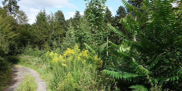 Invasive Neophyten wie die Kanadische Goldrute (gelb blühend) und der Götterbaum (rechts) sind schwer zu bekämpfen und verdrängen einheimische Arten. (Bild Wald Schweiz)
