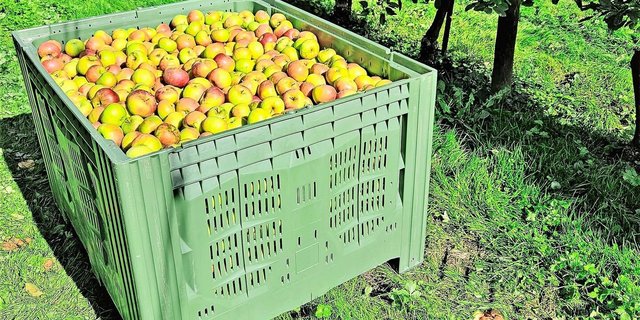 Die Ernte in den Obstanlagen läuft und die Paloxen werden wieder mit schönen Äpfeln und Birnen gefüllt. 
