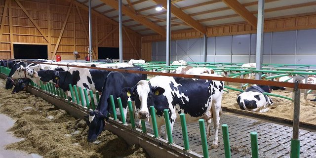 Vor einem Jahr sind die Kühe von Andreas Friedli aus dem Anbindestall in einen neuen Laufstall mit AMS gezogen. Der Landwirt achtet auf eine gute Futtereffizienz bei einer hohen Grundfutterleistung. (Bild Ruth Aerni)