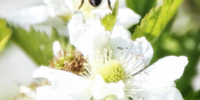 Bienenvölker sind nur überlebensfähig, wenn sie eine Königin haben. (ji)