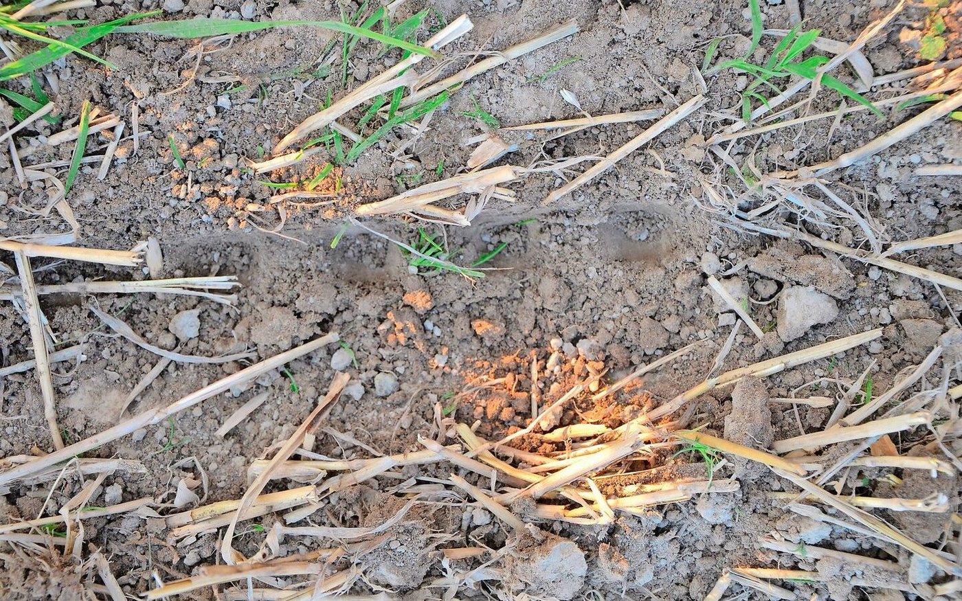 Hier war der ProSeeder am Werk, ein Eigenbau der Landag AG mit Einscheibenscharen und gezackten Schliessrädern. 