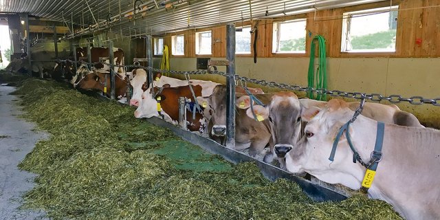 Diese Massnahmen können den Anbindestall optimieren: Kalkstrohmatratze, Anbindesystem «Nackenkette» und Gummimatte als Beschränkung gegen den Fressbereich. (Bild Christian Manser)