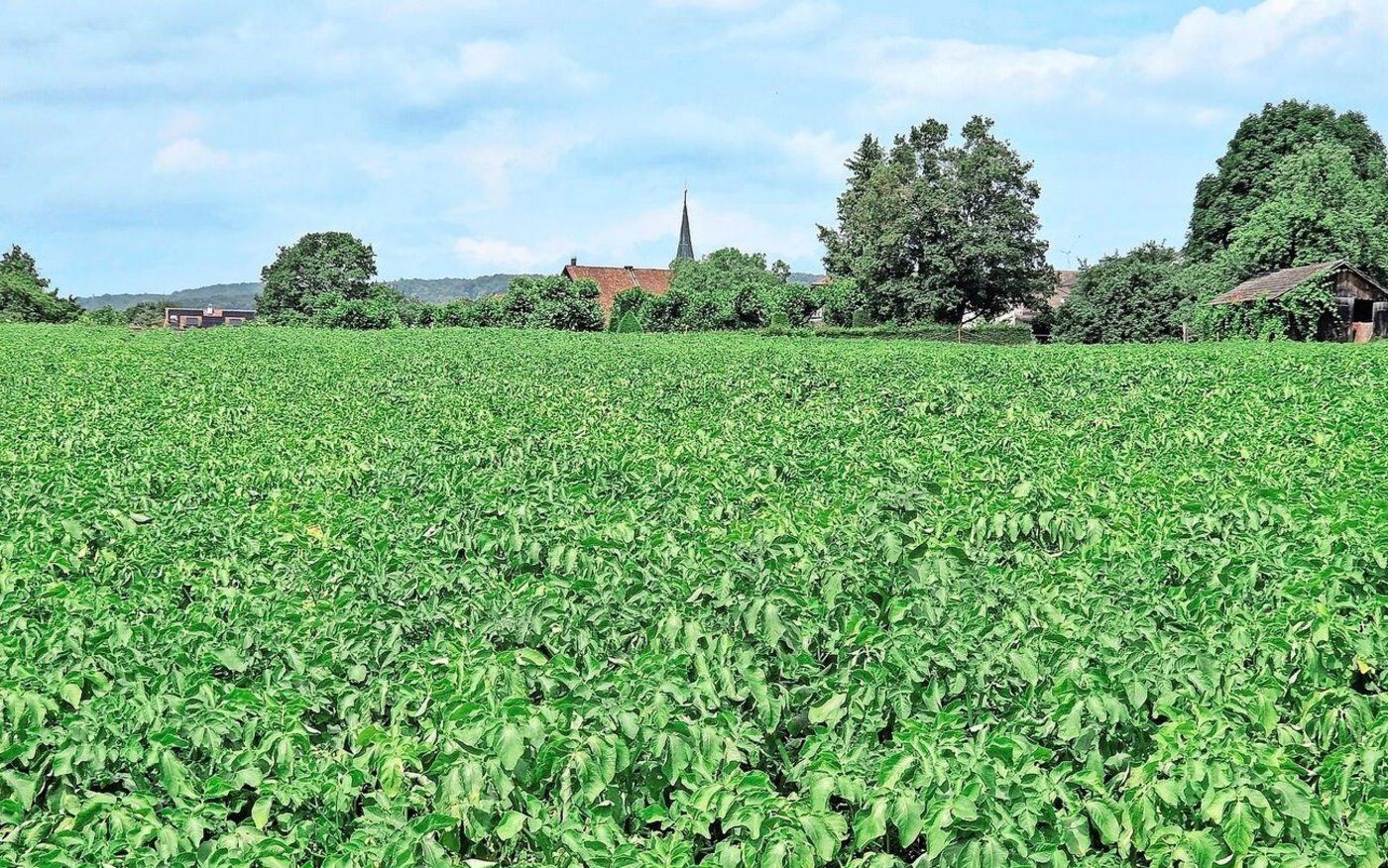 In Zukunft möchte Dominik Winzeler den Kartoffelanbau noch etwas ausbauen