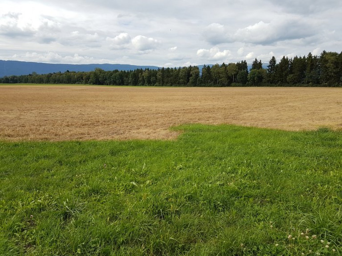 Der Einsatz des Unkrautvernichters Glyphosat ist umstritten. (Symbolbild pd)