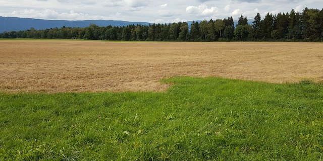 Der Einsatz des Unkrautvernichters Glyphosat ist umstritten. (Symbolbild pd)