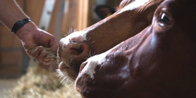 Agolin® Ruminant soll werde Milchkühen gut akzeptiert und soll deren Verdauung verbessern, um die Futtereffizienz steigen und den Methanausstoss sinken zu lassen. (Bild Fenaco)