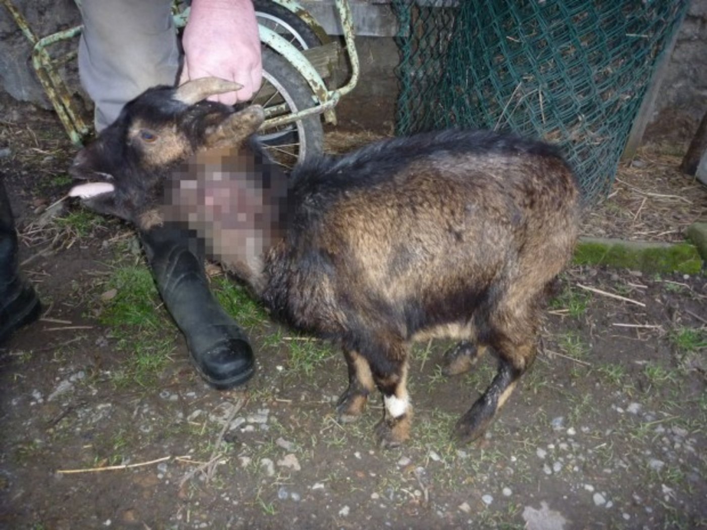 Die Polizei geht davon aus, dass der Besitzer die Ziege entsorgte in der Annahme, sie sei tot. (Bild Kapo Zürich)