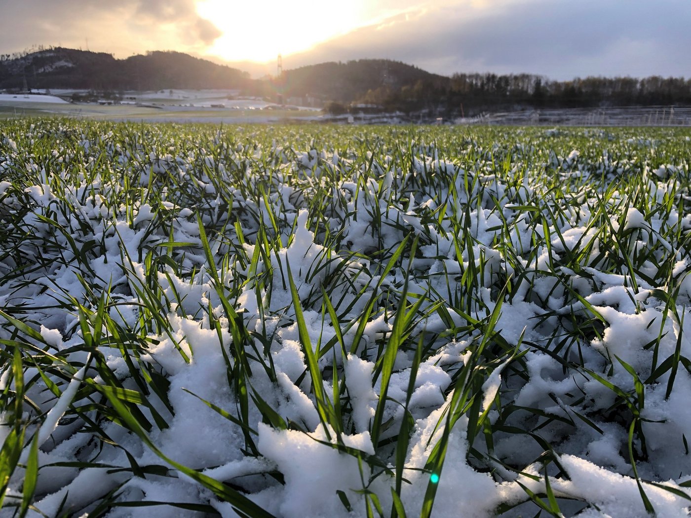 Der Temperatursturz hat das Wachstum kurzzeitig abgebremst. Pflanzenschutzmassnahmen sind zu dieser Zeit nicht sinnvoll. (Bild David Perler)