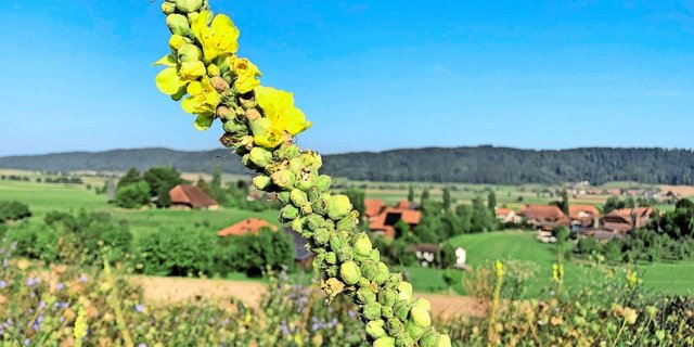 Königskerzen zeigen sich noch nicht im ersten Standjahr einer Brache, bzw. sind sie dann nur Rosetten. Für eine gute Brache sind die Standortwahl und die Pflege bereits in den Anfängen wichtig.