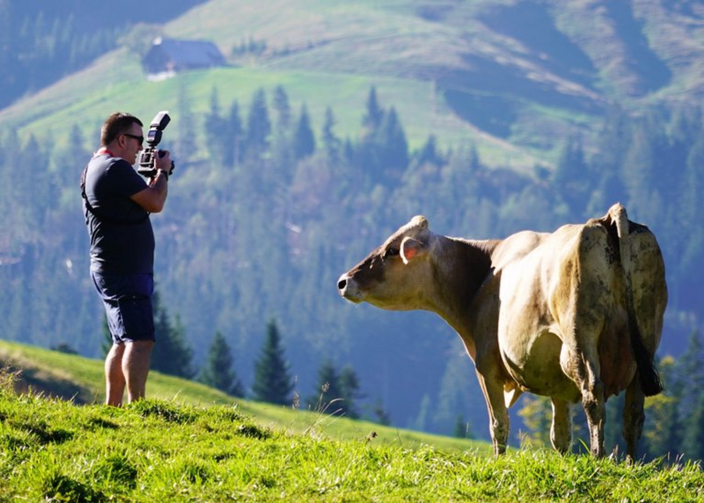 Schweizer Kühe hautnah. (mr) 
