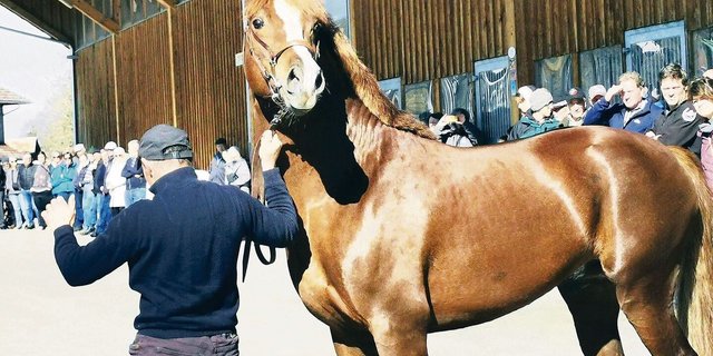 Voll motiviert: Der Freibergerhengst Cash zeigt sich in seiner vollen Pracht bereit für die Decksaison.