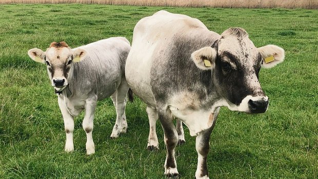 Dora hat 15-mal gekalbt. Seit diesem März hat sie das Kuhkalb Donna an ihrer Seite. (Bild Familie Bösiger)