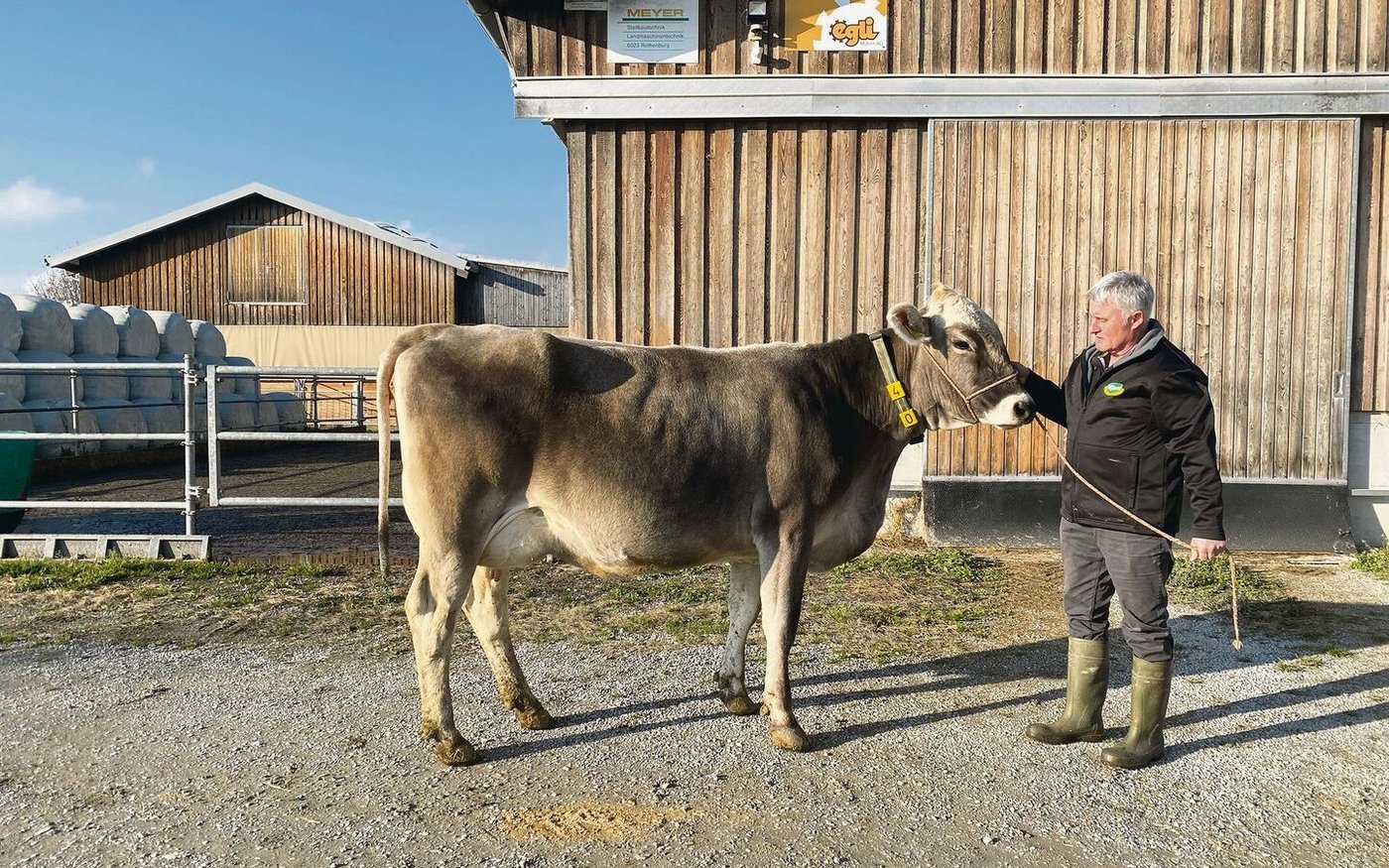 Rolf Heer mit Zola P, einer genetisch hornlosen Visor-P-Tochter. Das P steht dabei für mischerbig hornlos.