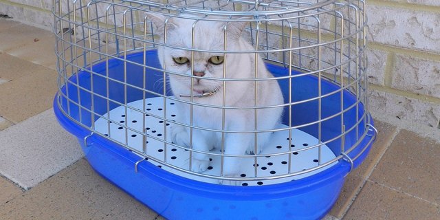 Offenbar gibt es auch Schweizer Tierarzt-Touristen im nahen Ausland. Daher führten die geschlossenen Grenzen der letzten Wochen zu mehr Arbeit für Schweizer Tierärzte im Grenzgebiet. (Bild Pixabay)