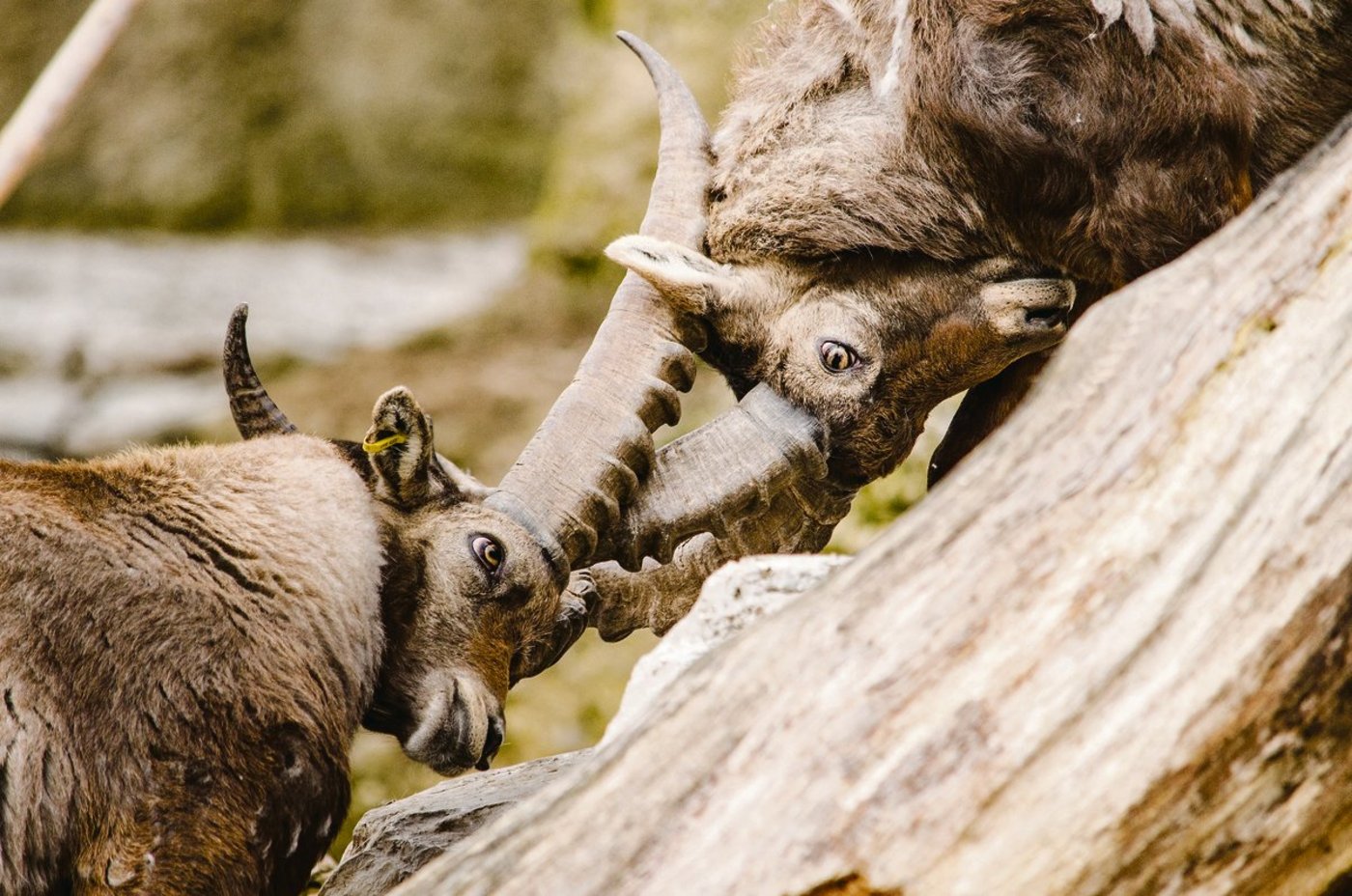 Kampf ist eine Kommunikationsform. Fehlt es im Zusammenleben an gewaltfreier Kommunikation, kann es im Konfliktfall zum Kampf kommen. Auf physischer oder aber auch auf psychischer Ebene. (Bild Pixabay)