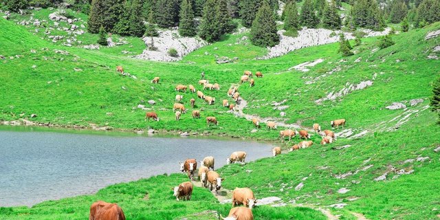 «Traditionell extensive Bewirtschaftung»: Alpaufzug am Sulsseeli im Berner Oberland. 