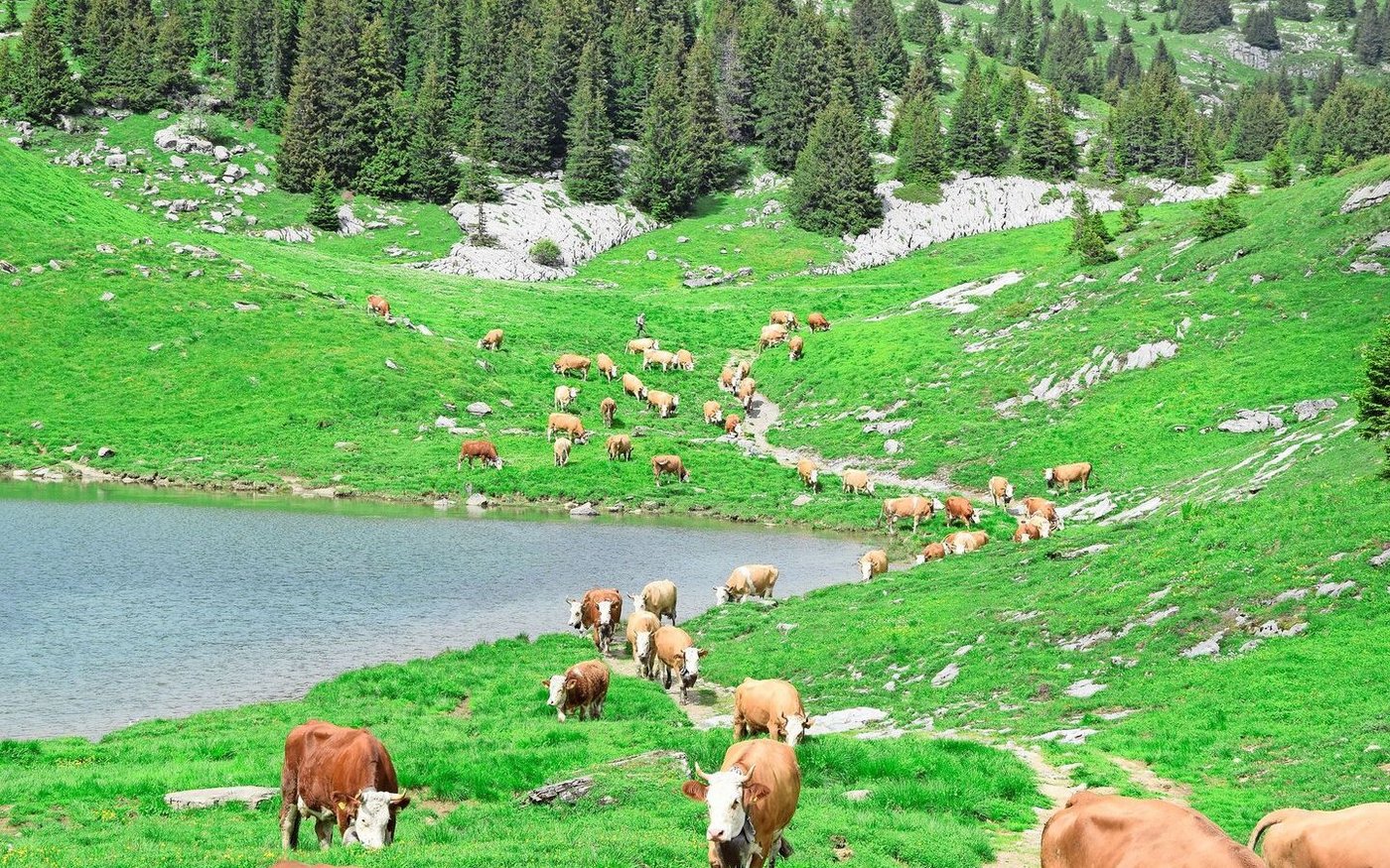 «Traditionell extensive Bewirtschaftung»: Alpaufzug am Sulsseeli im Berner Oberland. 