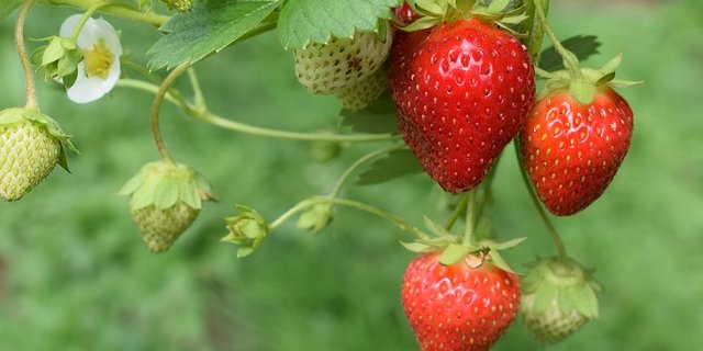 Erdbeerpflanzen produzieren Früchte höherer Qualität, wenn sie von Insekten bestäubt werden. (Bild Pixabay)