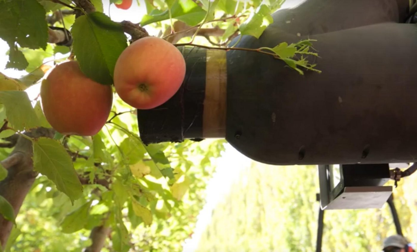 Anders als andere Modelle saugt der Roboter von Abundant Robotics die Äpfel ein, statt sie zu greifen. (Bild GoodFruitGrower)