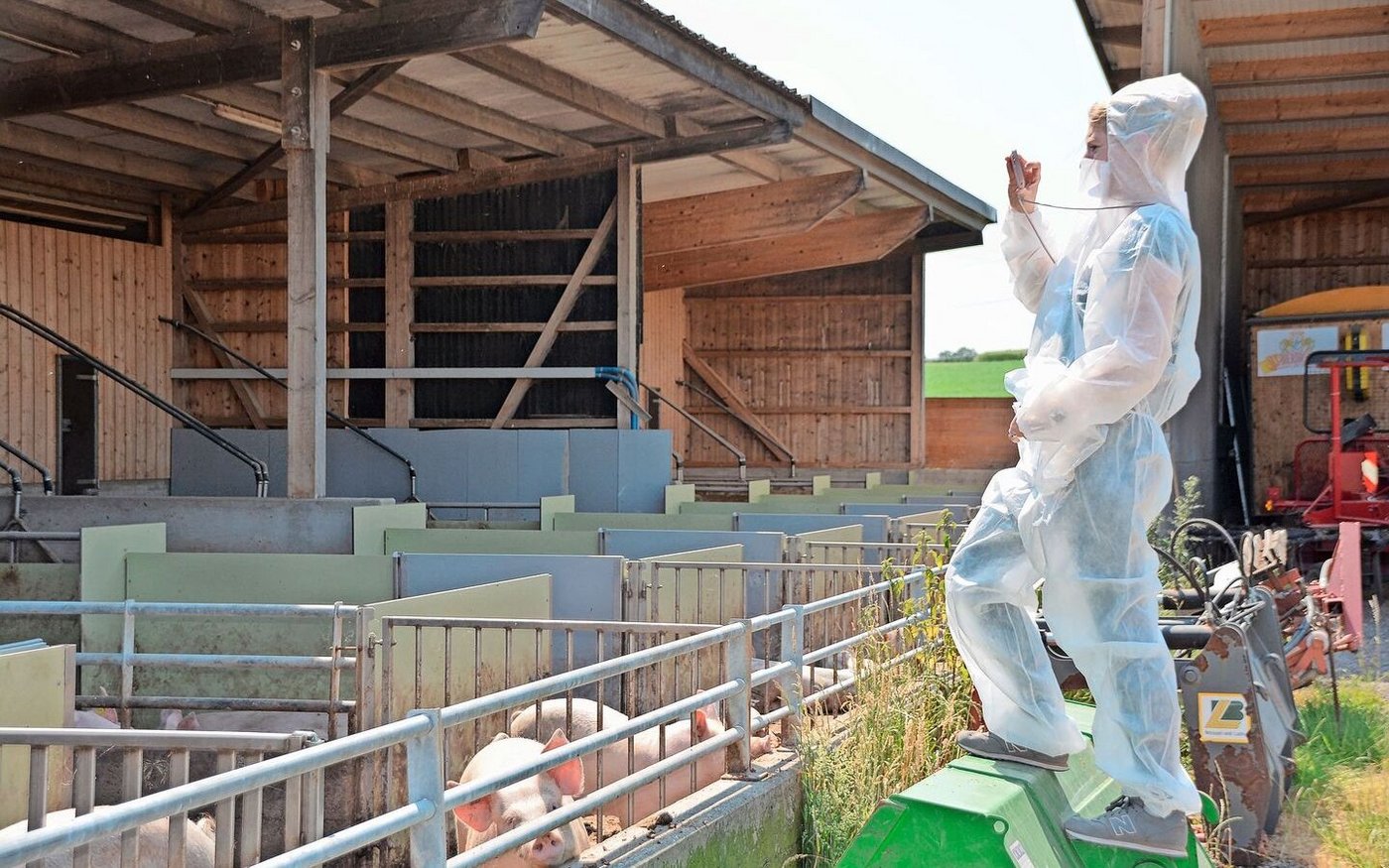 Sie lassen sich sehen, die Schweizer Schweine: Die Suisag beurteilt deren Gesundheitszustand nach wie vor als «sehr gut».