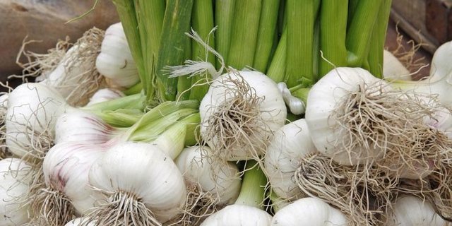 Knoblauch aus der Schweiz, hat es nicht leicht auf dem Markt. (Bild Klaus Eppele - Fotolia)
