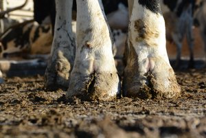Klauengesundheit: «Das Fundament der Zukunft» In der Schweiz sind Lahmheiten und Klauenkrankheiten die dritthäufigste Abgangsursache beim Milchvieh. (Bild ag)