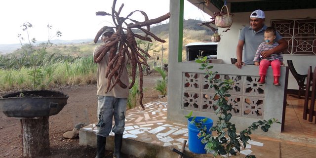 So sieht eine frisch geerntete Maniokpflanze aus. (Bild Mirka Lötscher)