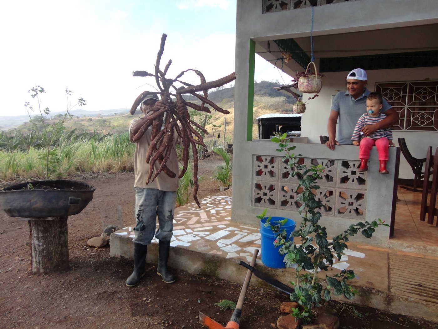 So sieht eine frisch geerntete Maniokpflanze aus. (Bild Mirka Lötscher)