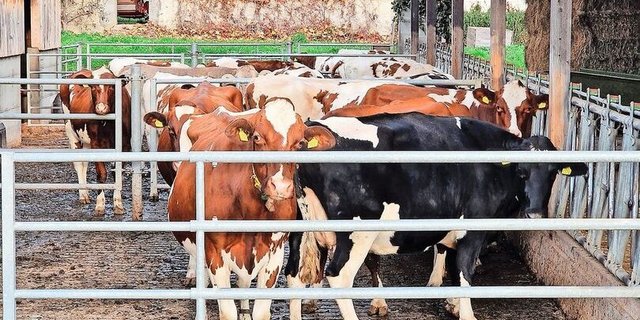 Eine korrekte Fütterung während der Galtphase ist zentral für einen guten Start in die Laktation.   