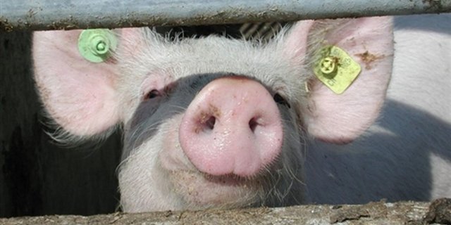 Die Afrikanische Schweinepest breitet sich in Asien weiter aus. (Symbolbild Pixabay)