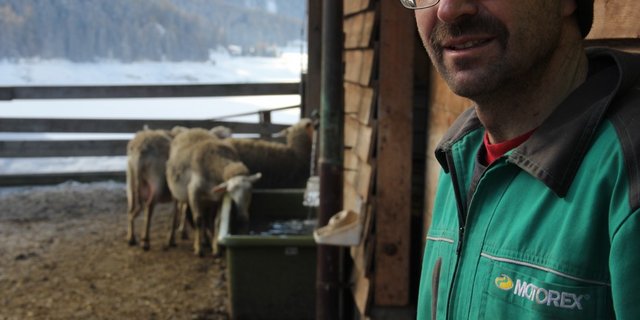 Im bündnerischen Davos Wolfgang hält Martin Büchi mit seiner Familie rund 200 Lacaune-Muttertiere. (Bild cap)