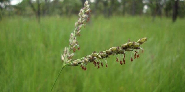Das untersuchte Gras Alloteropsis semialata. Ob seine Fähigkeit zur Express-Anpassung einzigartig ist, ist bisher unklar. (Bild Uni Bern)
