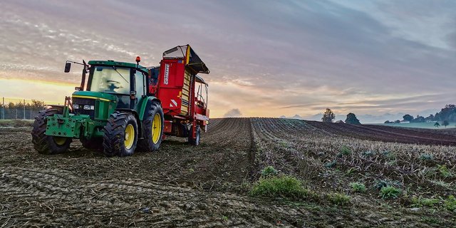 Wegen drohender Überschüsse am Frites-Kartoffelmarkt erwägt die Branche eine Kürzung der Anbauflächen. (Bild sb)