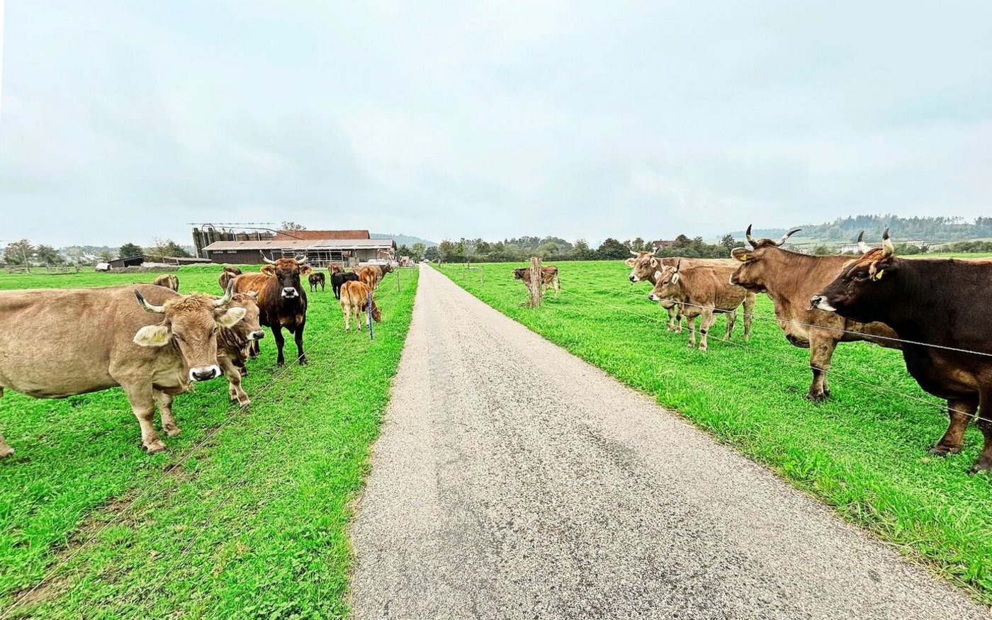 Rindlisbachers halten Mutterkühe und Mastremonten. Ihr Naturabeef geht an den Handel und wird direkt vermarktet. Zurzeit bauen sie einen Rindermaststall.