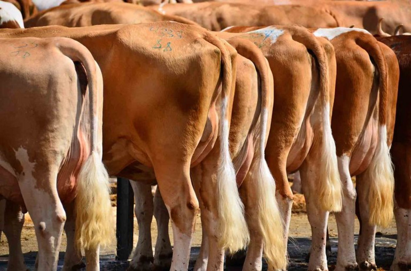 Für eine ökologische und ökonomische Pflege des Grünlandes bietet sich laut BLW die Tierzucht an. (Bild Rob Laan/landwirtschaft.ch)