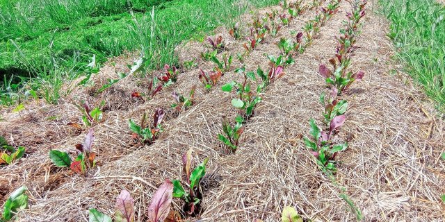 Auf dem Betrieb von Daniel Knobel wachsen Randen in einer Mulchschicht mit begrünten Wegen zwischen den Beeten.