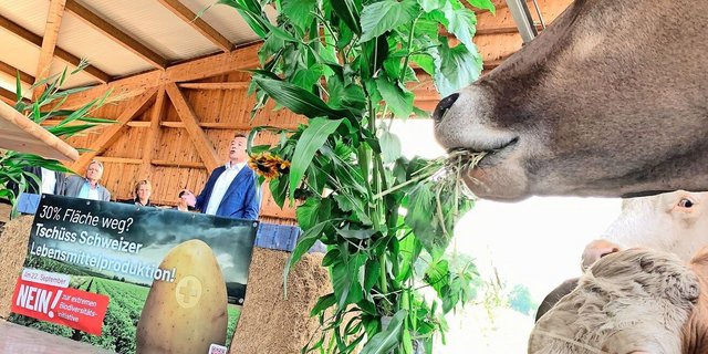 Die Mutterkühe lassen sich beim Fressen nicht stören, während Ständerat Hans Wicki auf die negativen Folgen der Biodiversitäts-Initiative auch für den Tourismus hinweist. 