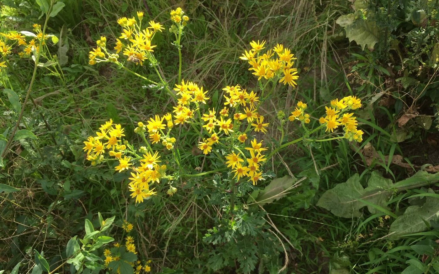 Jakobskreuzkraut wird 30 bis 100 Zentimeter hoch und verbreitet sich sehr erfolgreich über mit Fallschirmen versehene Samen. (Bild jsc)