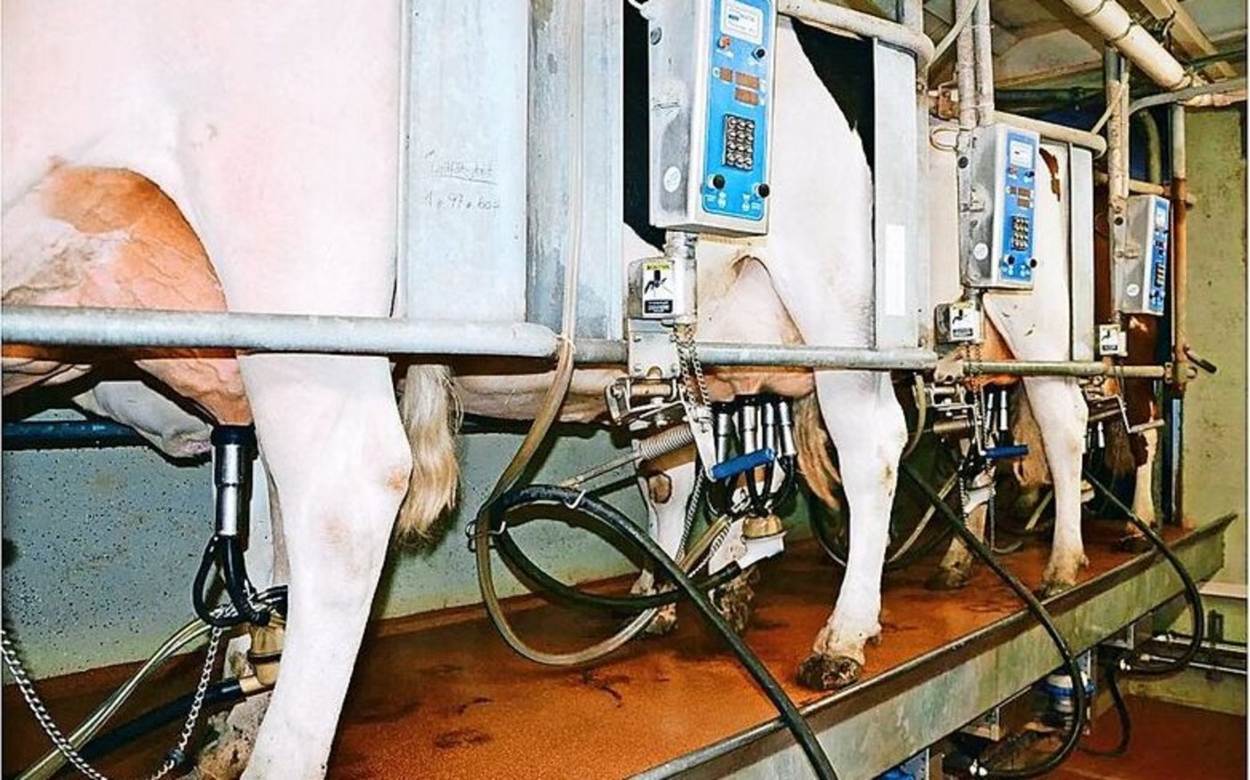 Die Milcheinlieferungen ab Juli/August liegen deutlich über dem Vorjahr. Bedingt auch durch die gute Futterlage. 