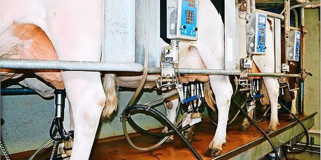 Die Milcheinlieferungen ab Juli/August liegen deutlich über dem Vorjahr. Bedingt auch durch die gute Futterlage. 