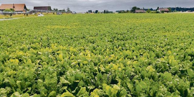 Die viröse Vergilbung wird von grünen und schwarzen Blattläusen übertragen. Sie tritt nesterweise in den Feldern auf. (Bild zVg)