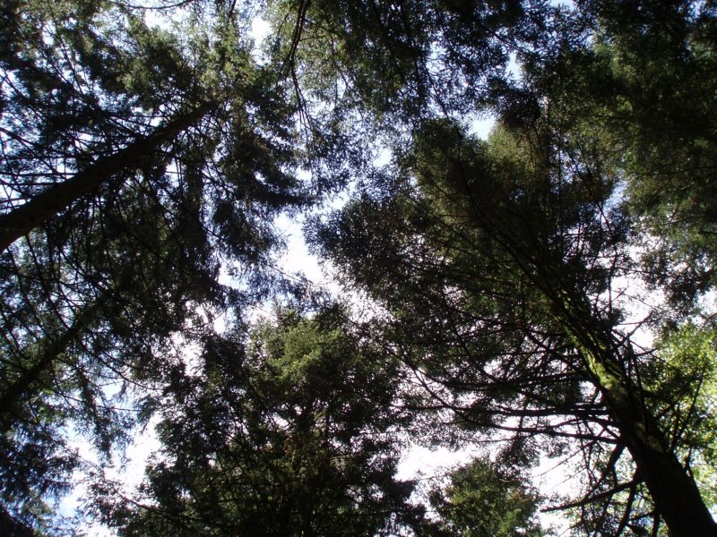 Damit ein Wald genutzt werden kann, muss er auch erschlossen sein. (Bild BauZ)