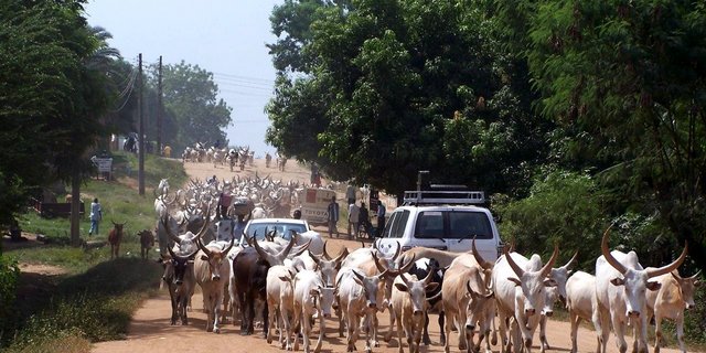 Rinderherde in Juba in Südsudan. (Bild Fabrizio Demartis - www.flickr.com)
