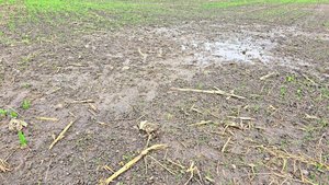 Wenn man aus dem schlimmsten Fall den besten machen muss: Wechselweizen kann eine Alternative sein.