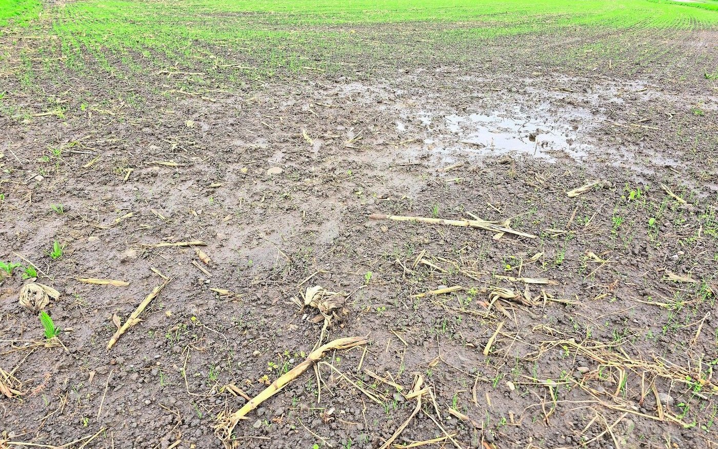 Wenn man aus dem schlimmsten Fall den besten machen muss: Wechselweizen kann eine Alternative sein.
