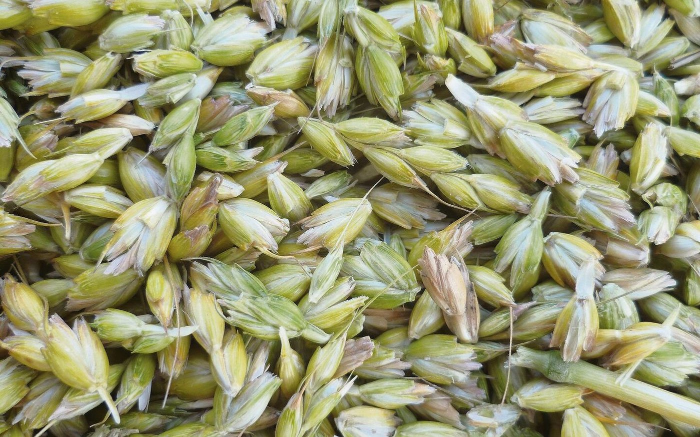 Geerntet wird bei 45 bis 50 Prozent Feuchtigkeit, wenn die Teigreife der Körner beginnt. 