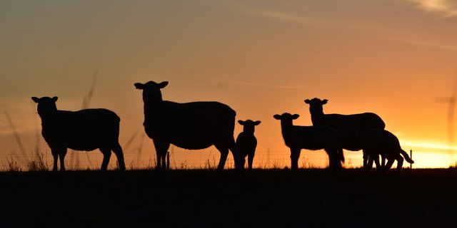 In der Region Brienz / Axalp gab es zwei Wolfsangriffe auf Schafe. Nun reagiert der Verband Bernischer Schafzuchtorganisationen und fordert ebenfalls zum Handeln auf. (Bild Unsplash)